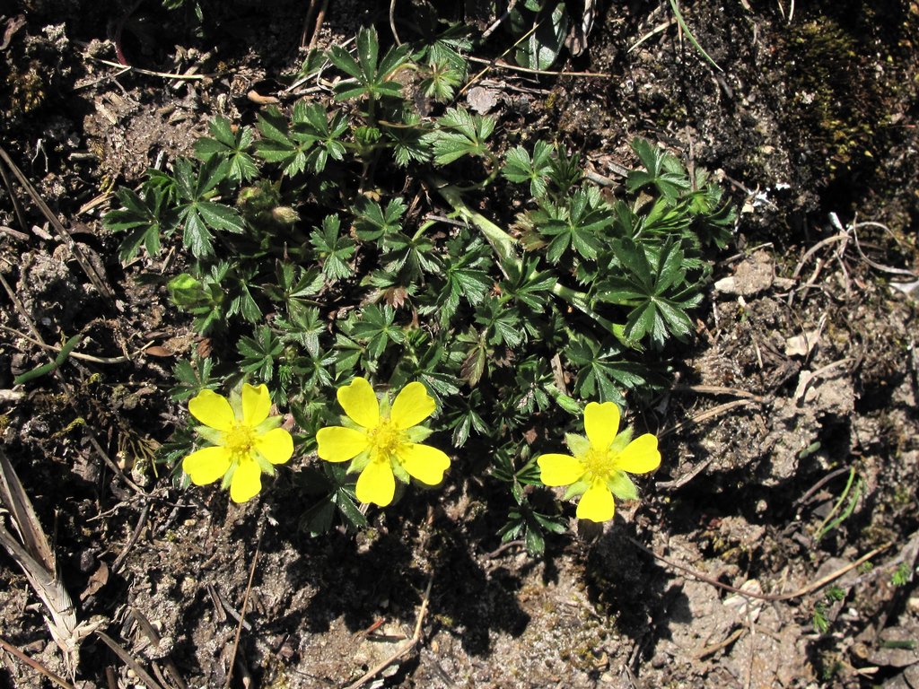 Potentilla neumanniana